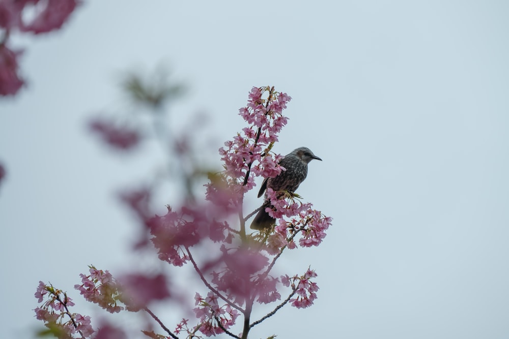 um pássaro sentado em cima de uma árvore cheia de flores cor-de-rosa