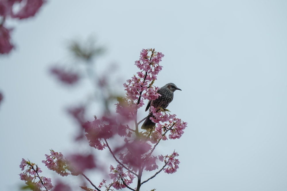 un pájaro sentado en lo alto de un árbol lleno de flores rosadas