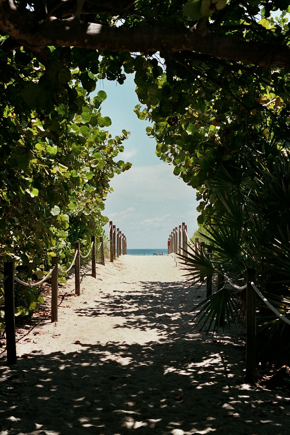 a path that leads to the beach through the trees