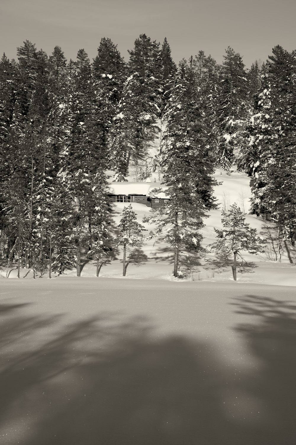 a black and white photo of a snow covered forest