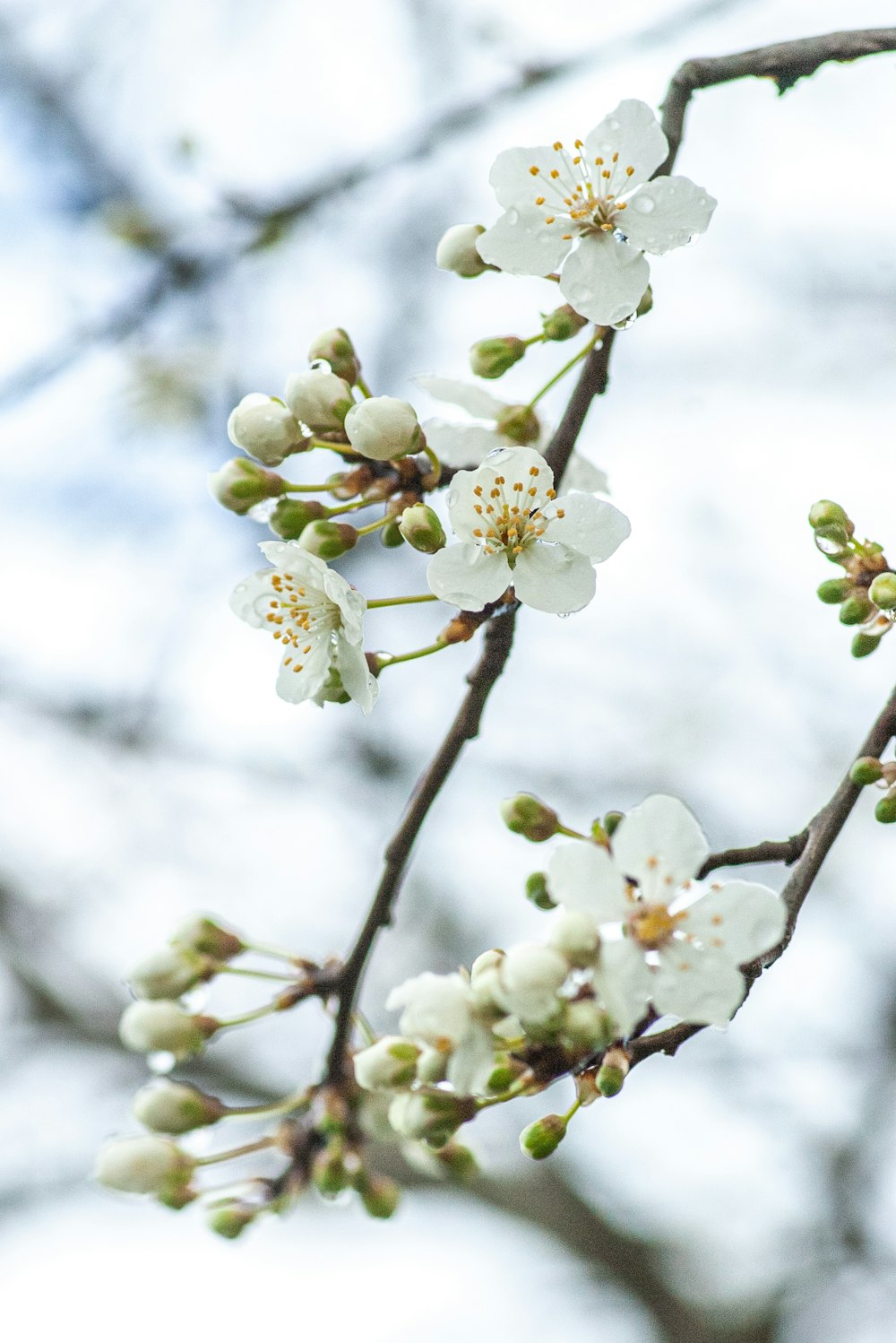 a branch of a tree with white flowers