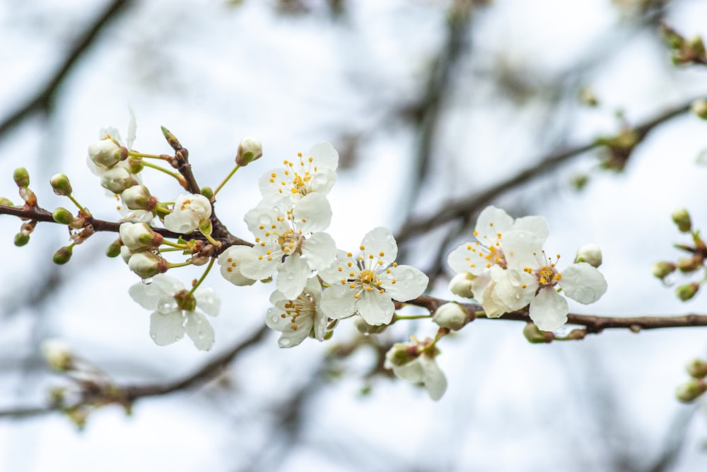 a branch of a tree with white flowers