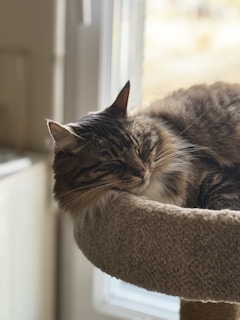 a cat is sleeping in a cat tree