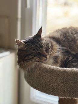 a cat is sleeping in a cat tree