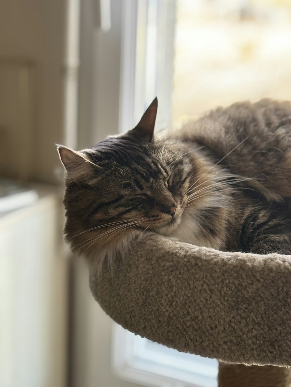 a cat is sleeping in a cat tree