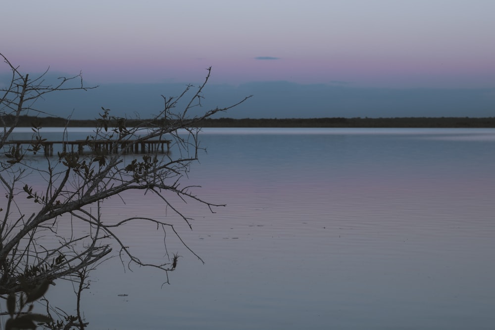 a body of water with a tree in the foreground