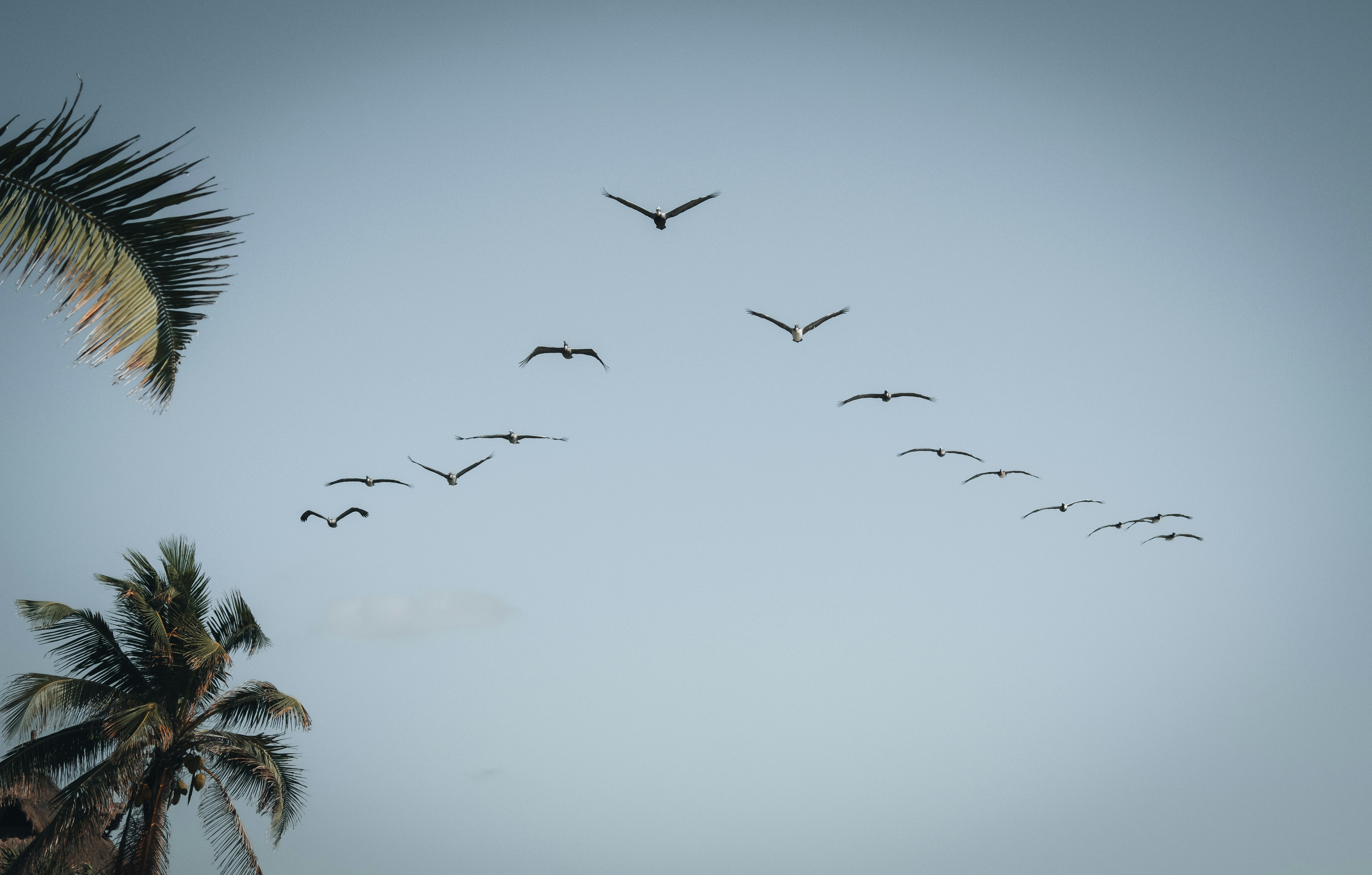 a flock of birds flying over a palm tree