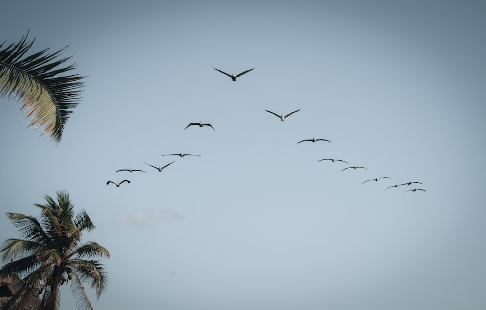 a flock of birds flying over a palm tree