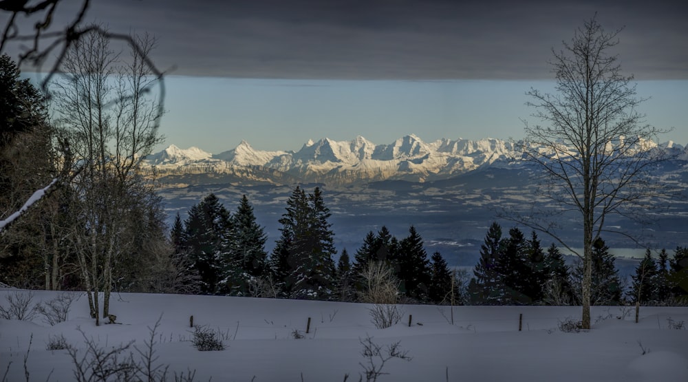 a view of a snowy mountain range with trees in the foreground