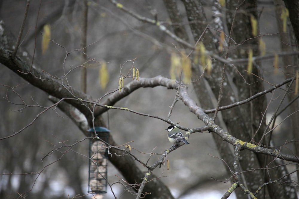 a couple of birds sitting on top of a tree branch