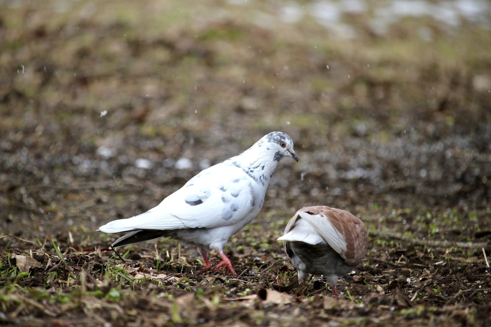 a couple of birds standing on top of a grass covered field