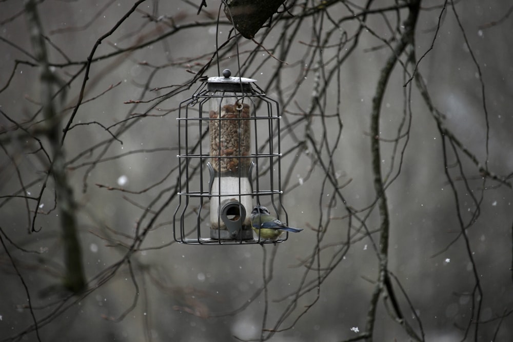a bird feeder hanging from a tree in the snow