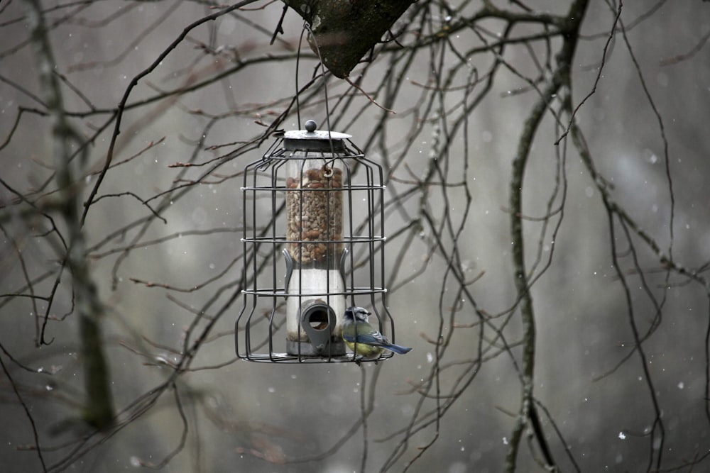 a bird feeder hanging from a tree in the snow