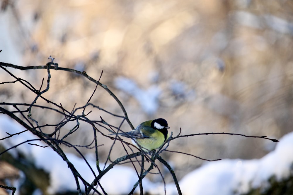 a small bird perched on top of a tree branch