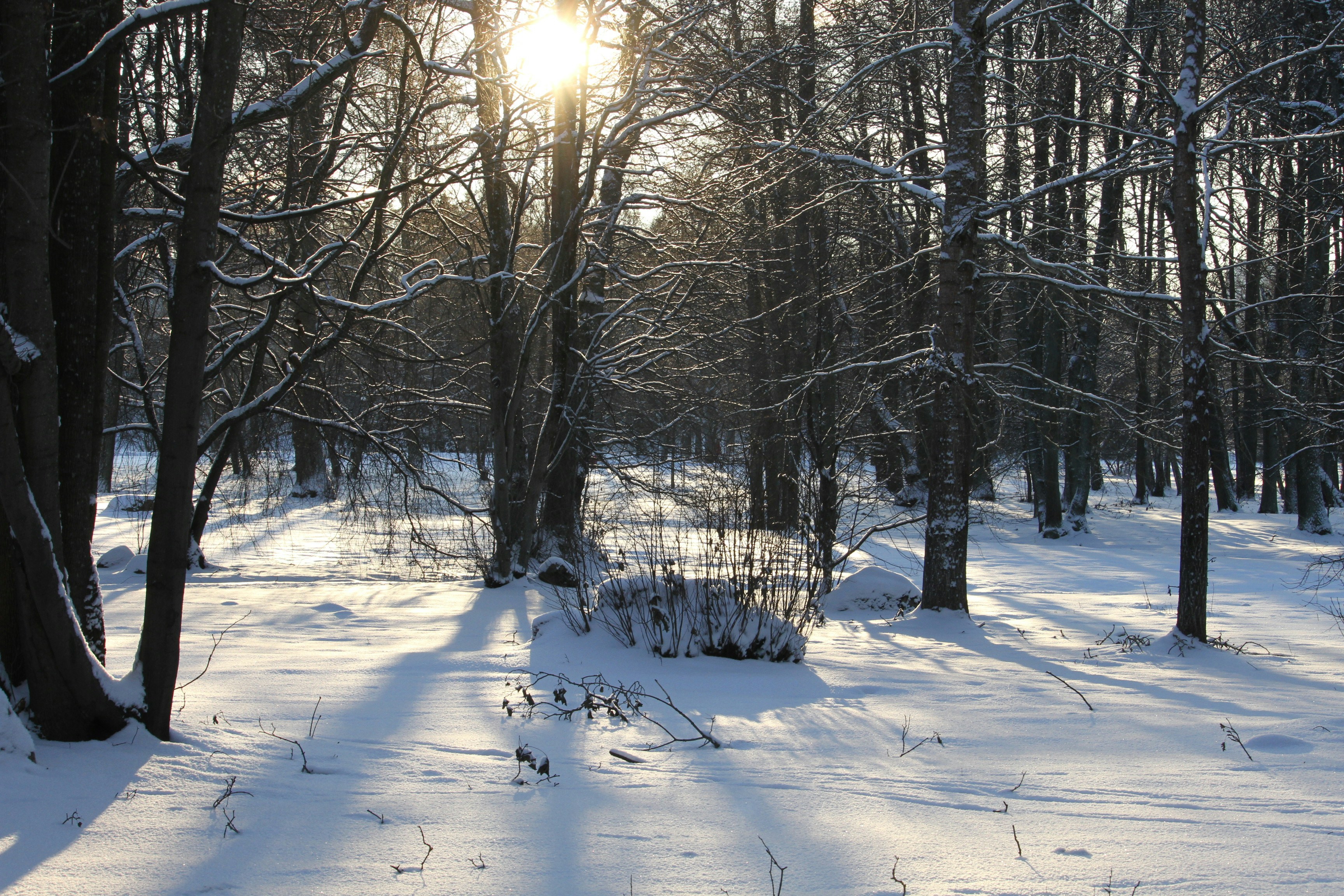 Short Winter Solstice Quotes: Cozy Lines to Warm Your Heart