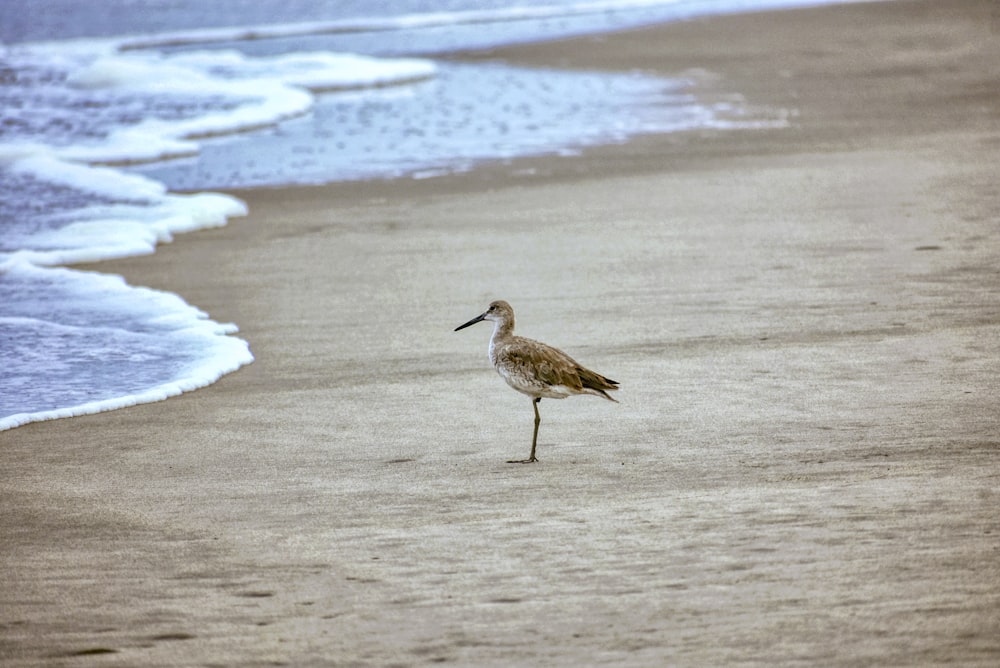 a bird standing on a beach next to the ocean