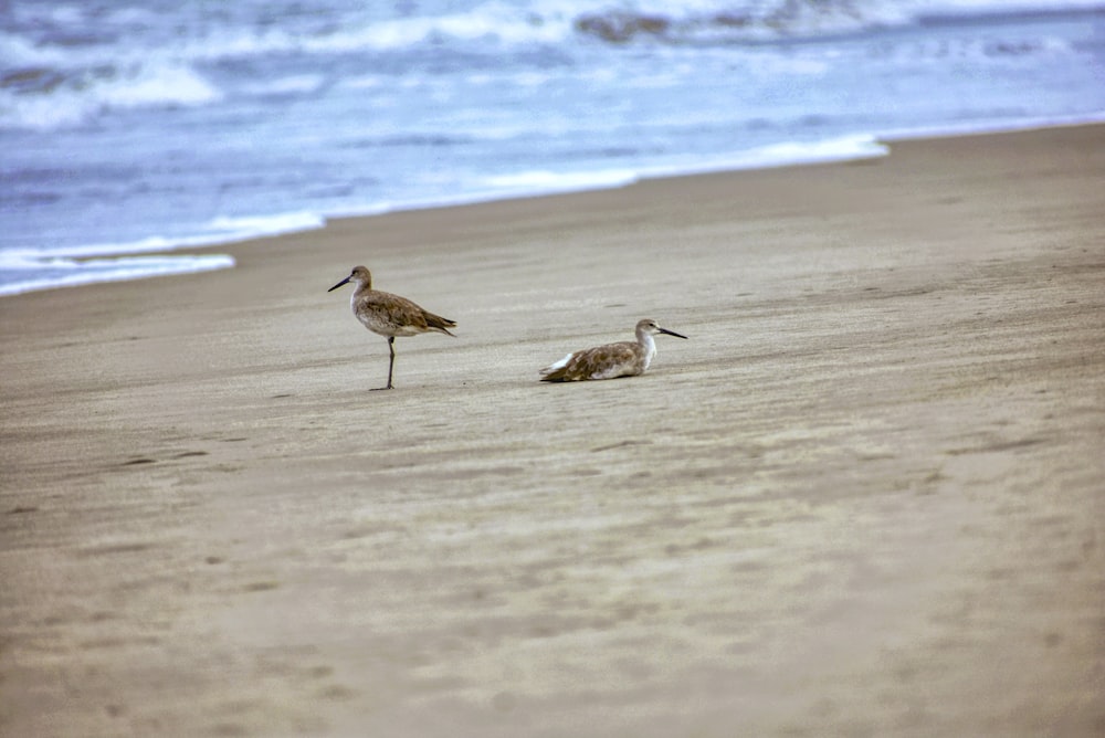 a couple of birds standing on top of a sandy beach