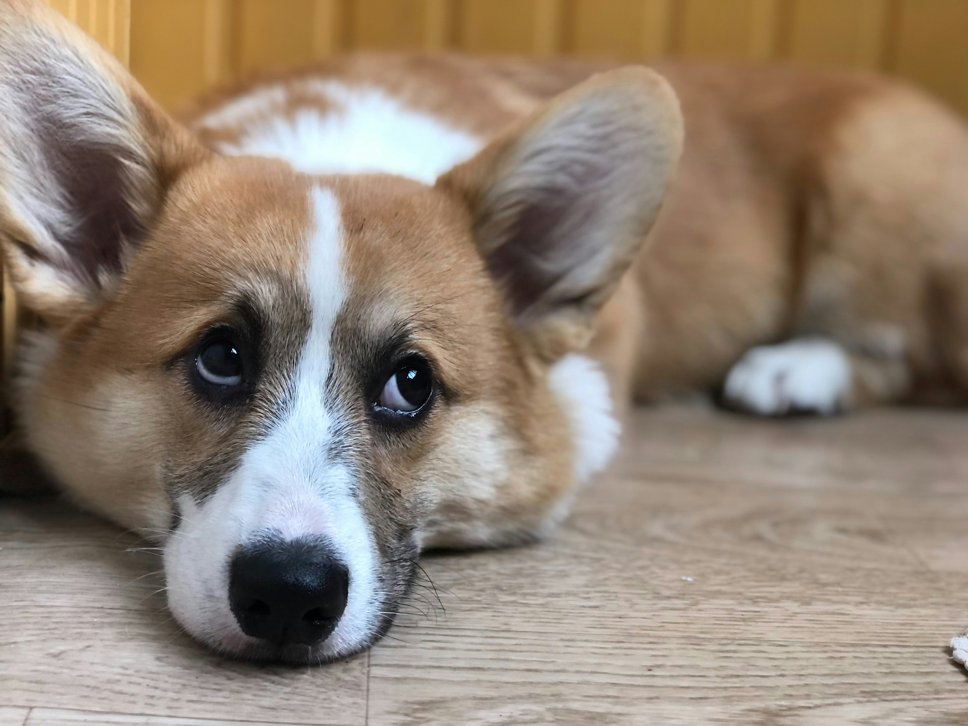 Emotional Thirst: When Behavior Drives the Bowl