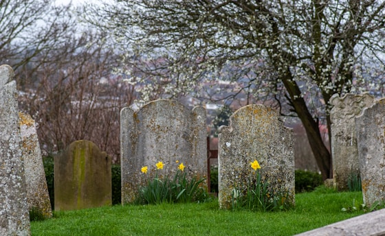 a cemetery with a bunch of headstones in the grass