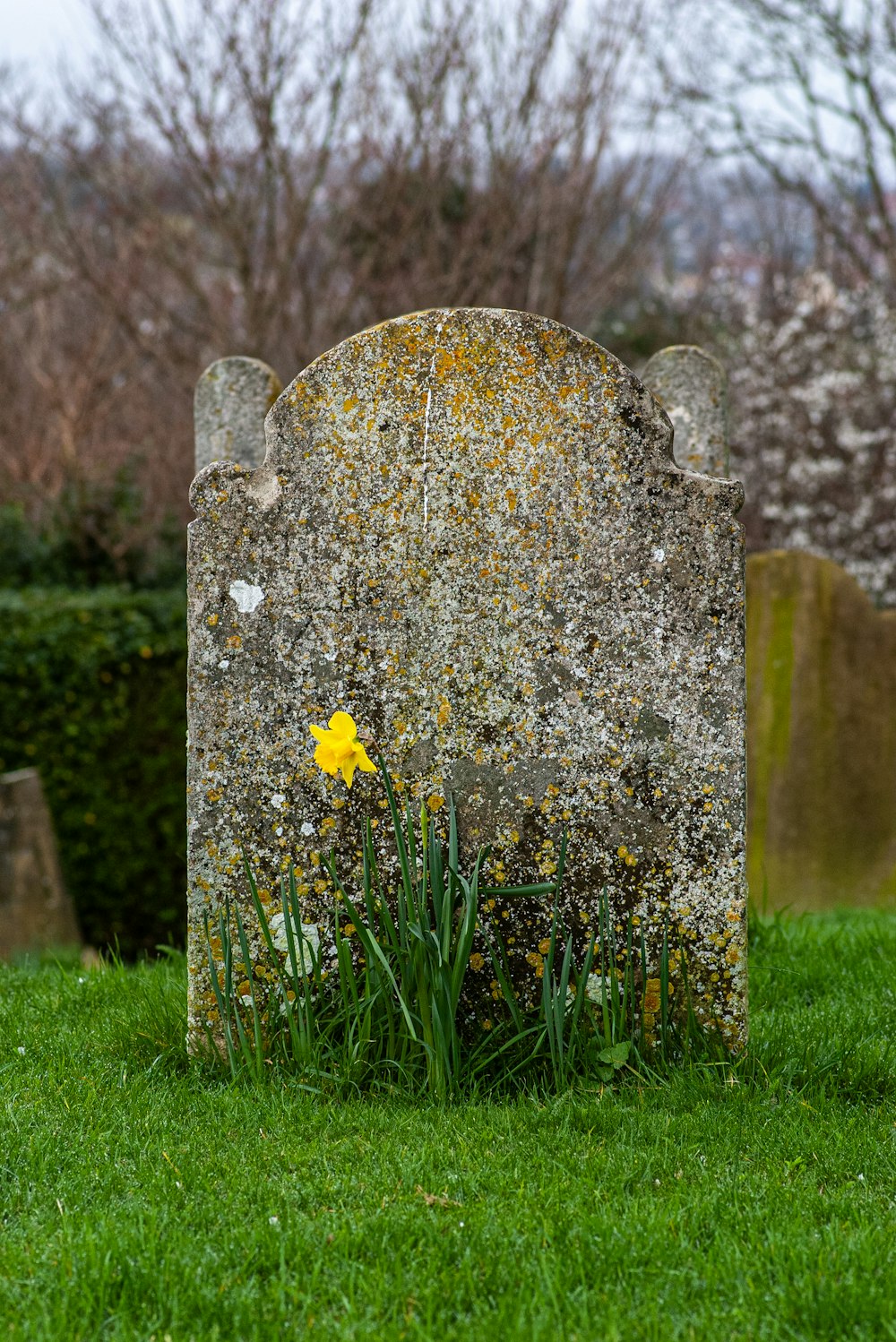 a stone grave with a yellow flower growing out of it
