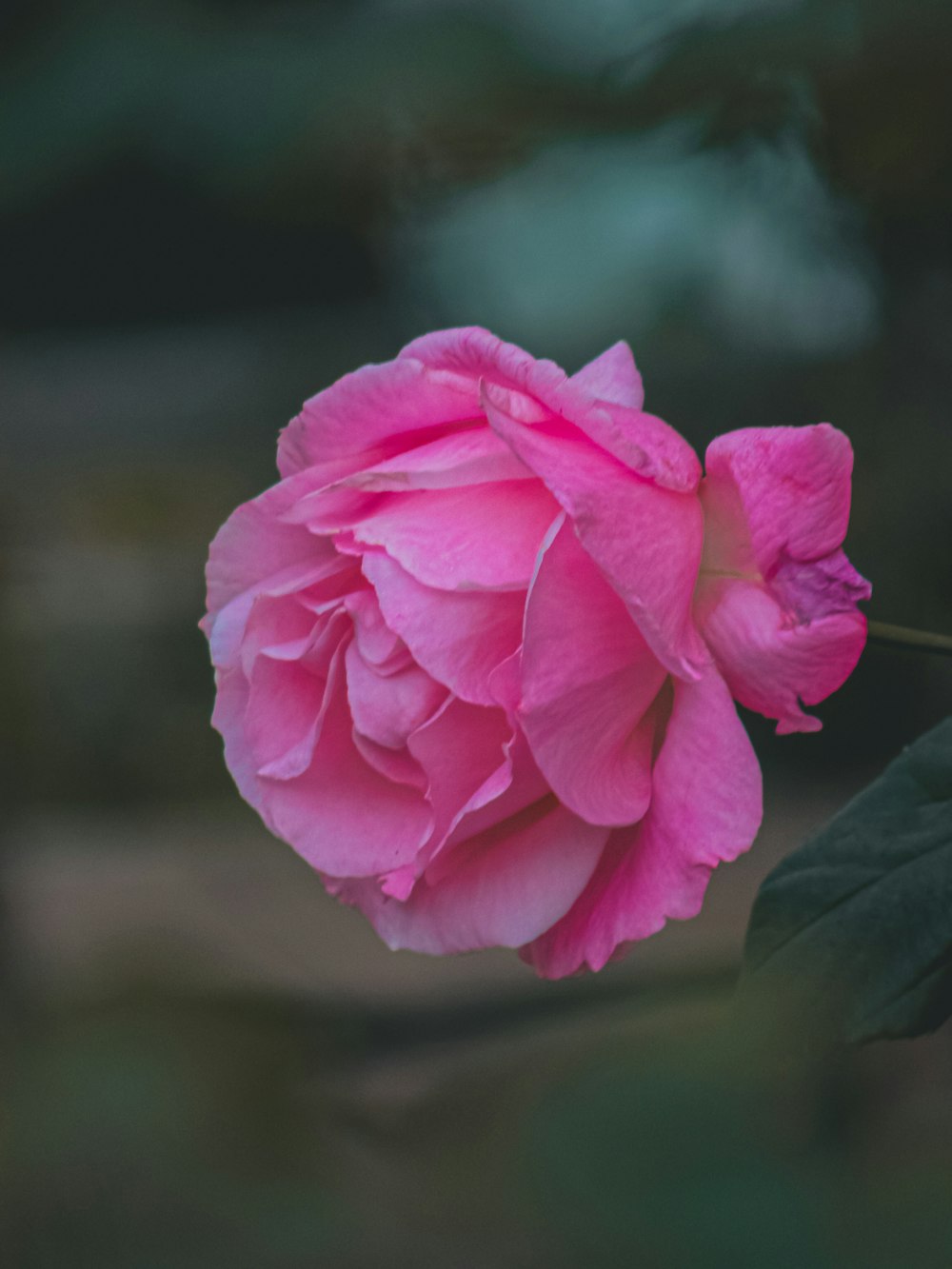 a pink flower with green leaves in the background