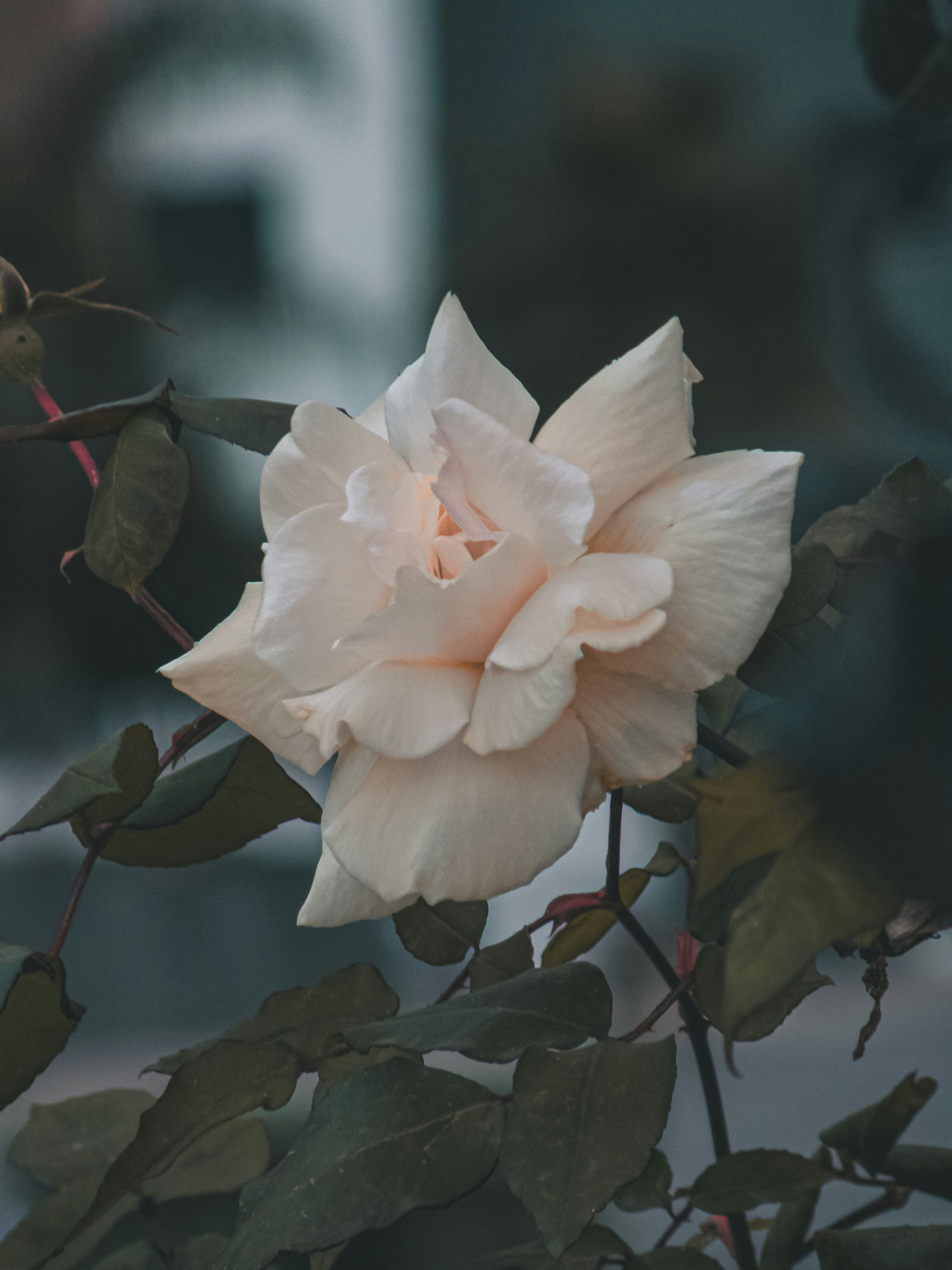 Photo by david_dintsh