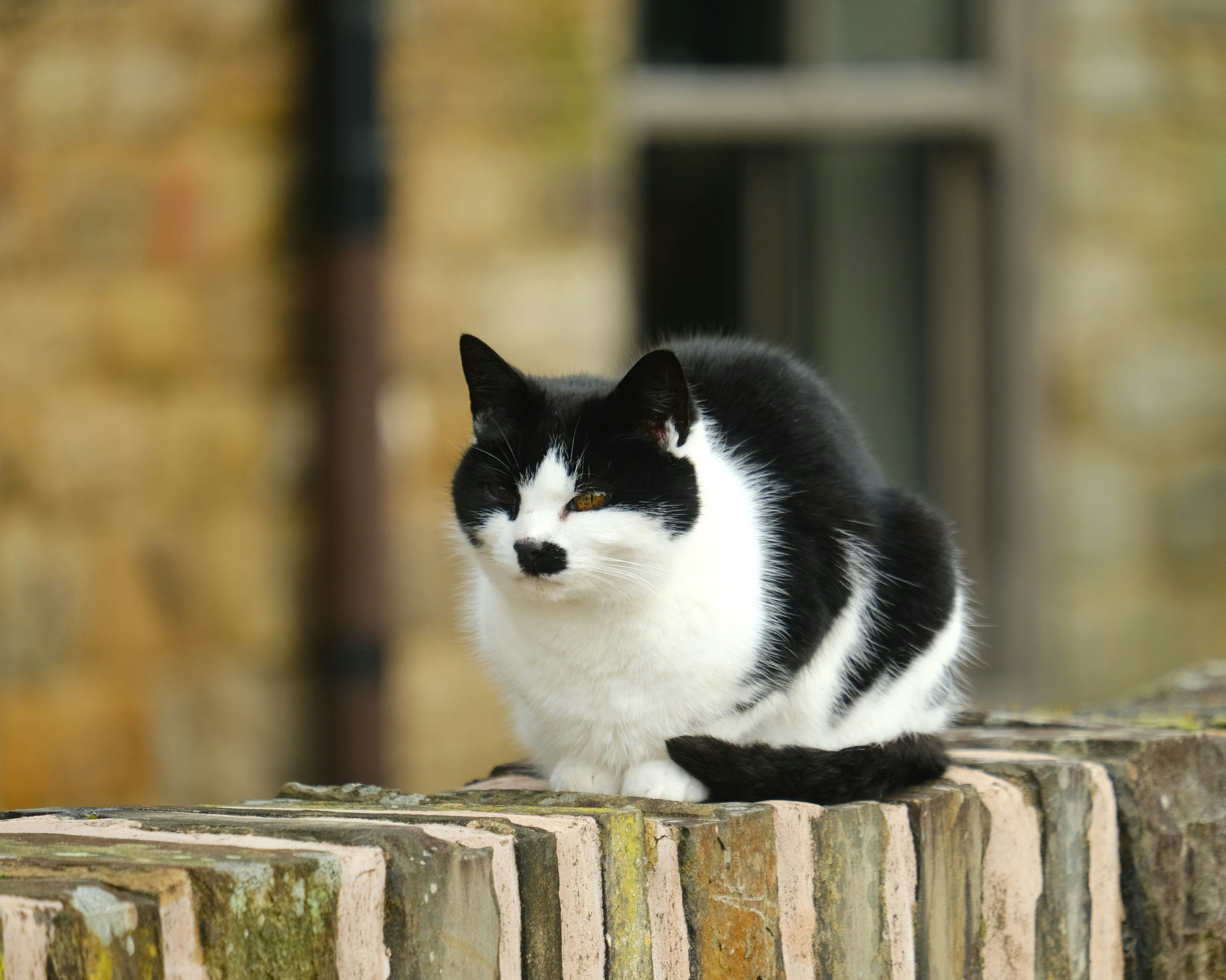 A black and white cat sitting on top of a brick wall photo – Free Cat ...