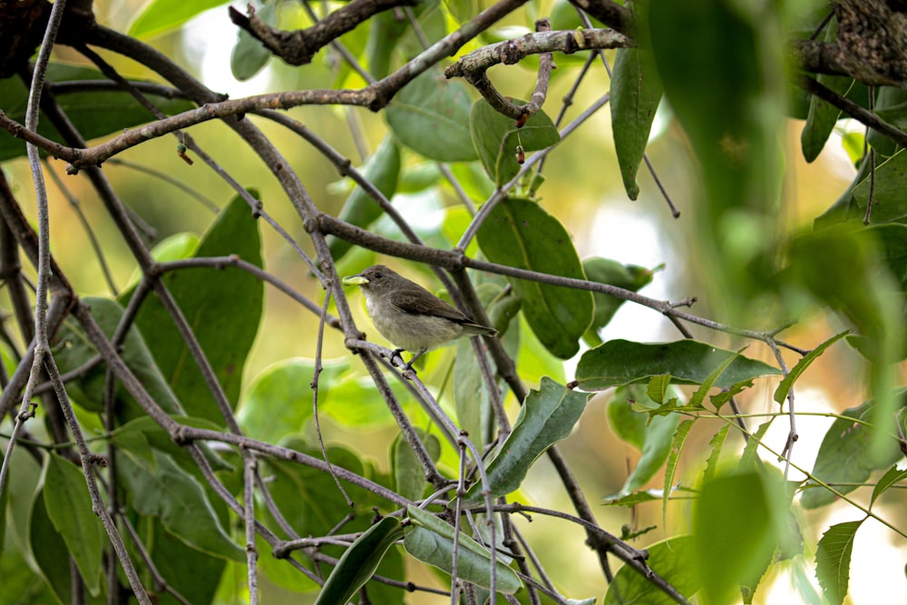 a small bird perched on a branch of a tree