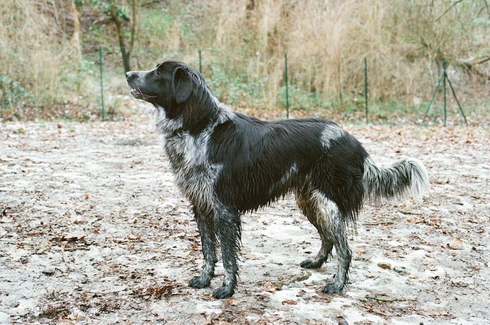 a wet black and white dog standing in the dirt