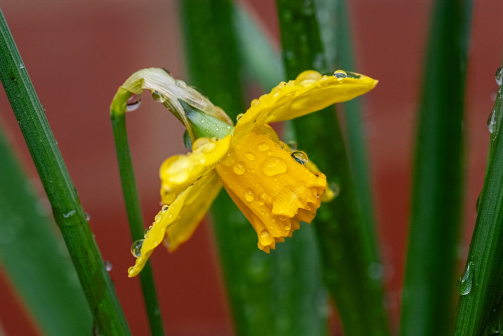 eine gelbe Blume mit Wassertropfen darauf