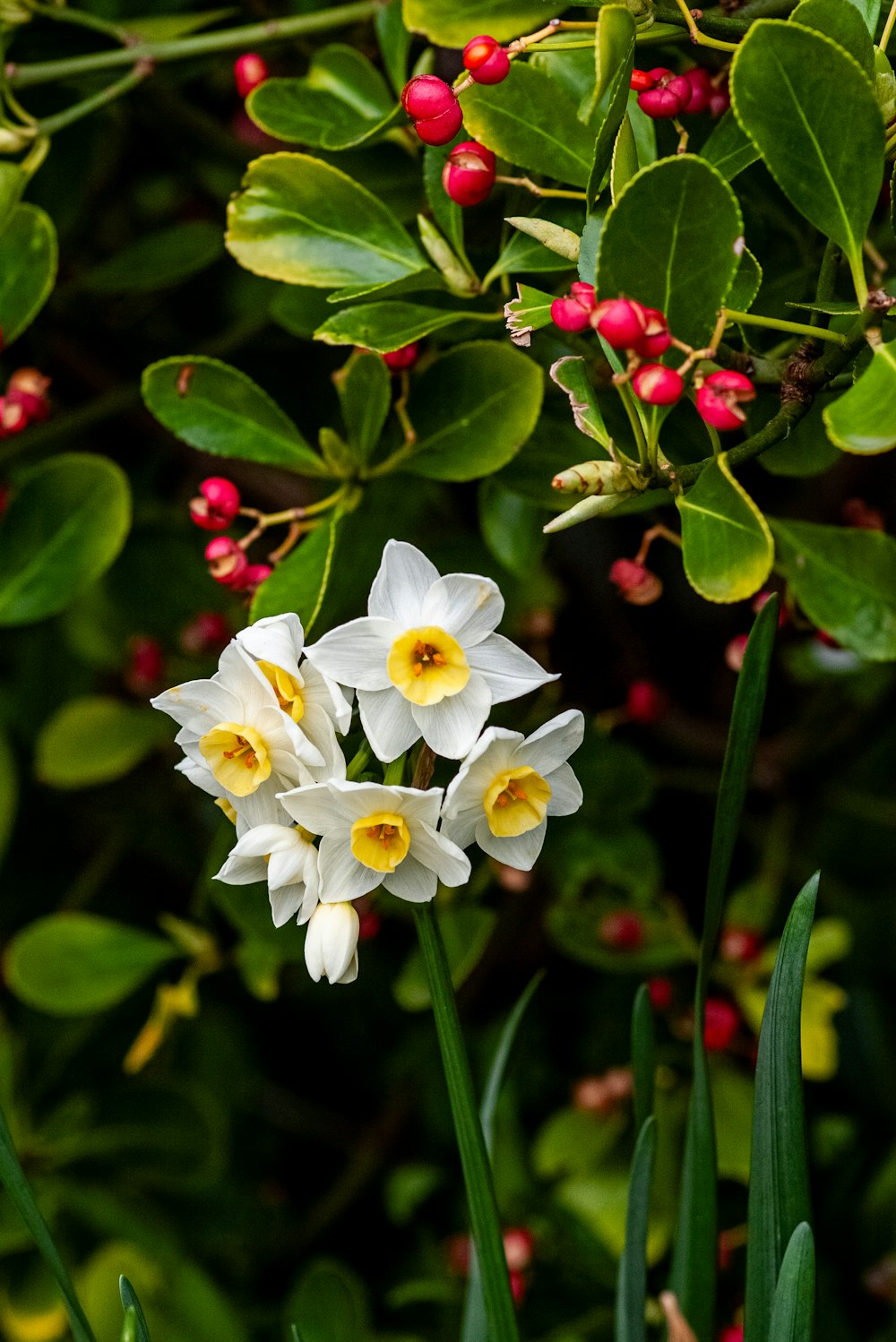 a group of white flowers sitting on top of a lush green field