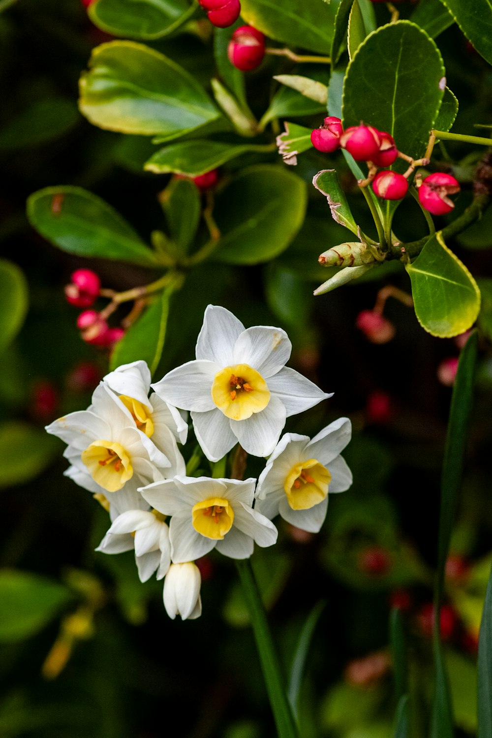 a group of white and yellow flowers with green leaves