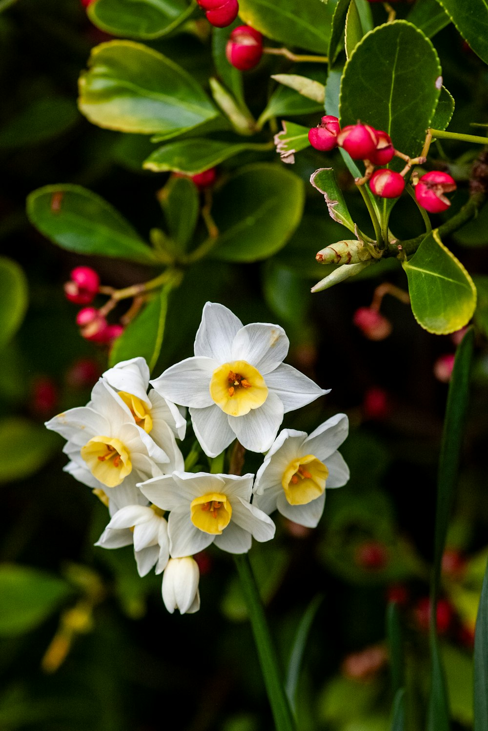 un grupo de flores blancas y amarillas con hojas verdes