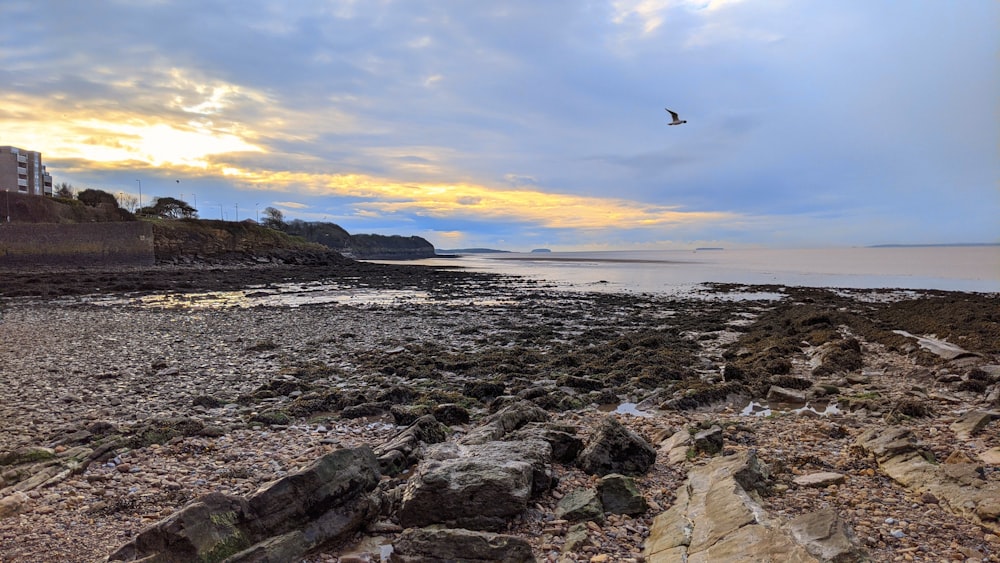 a bird is flying over a rocky beach