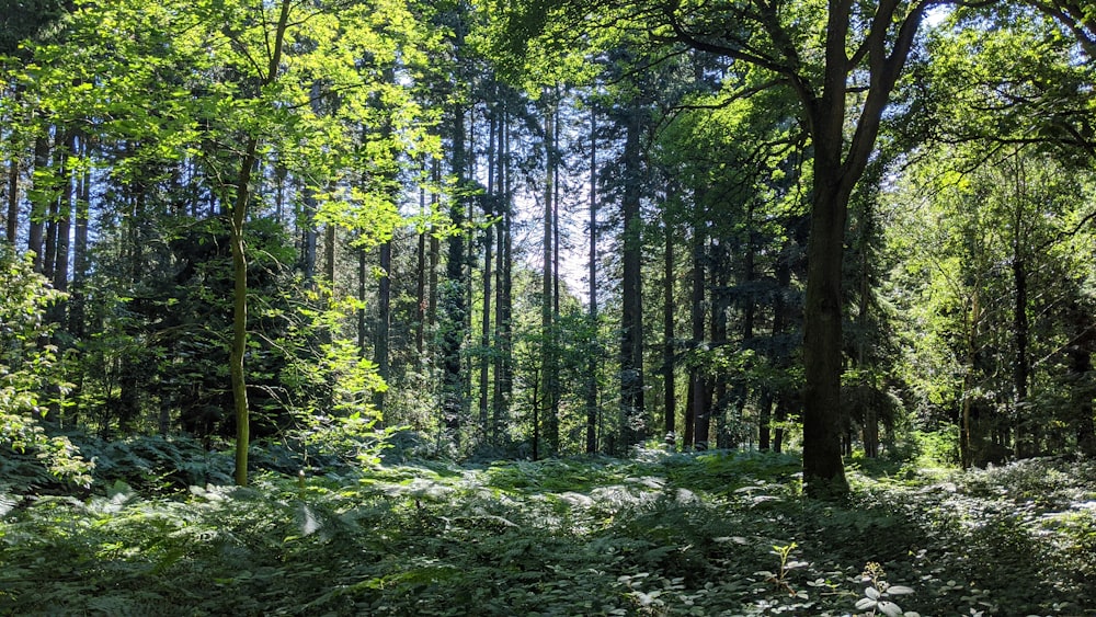 a forest filled with lots of green trees