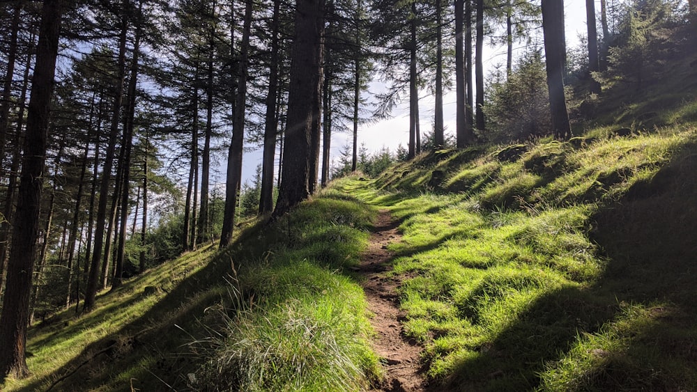 a trail in the middle of a forest