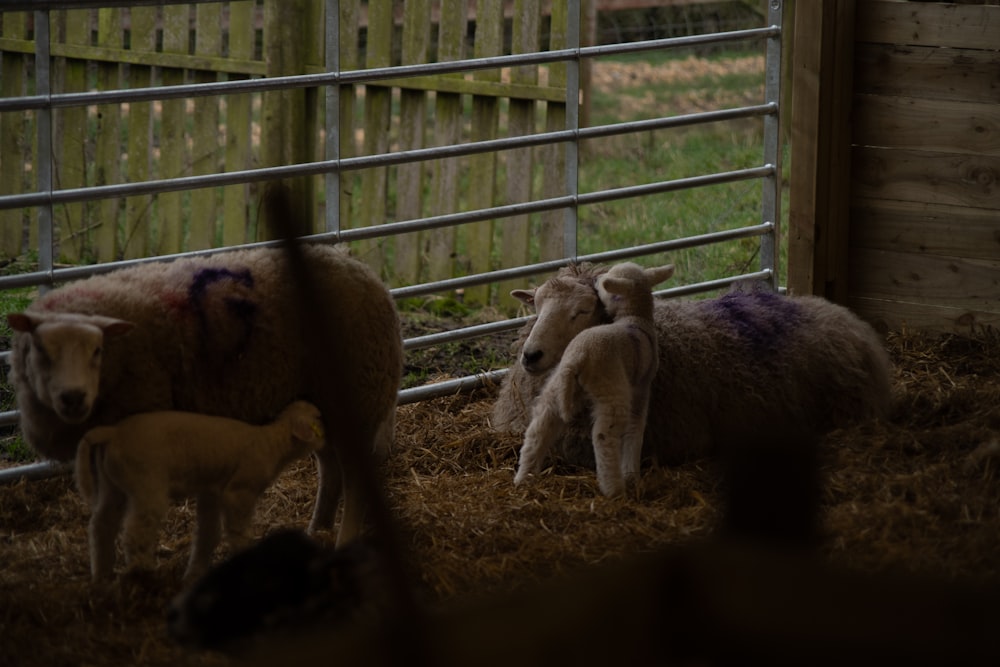 a herd of sheep standing on top of a pile of hay