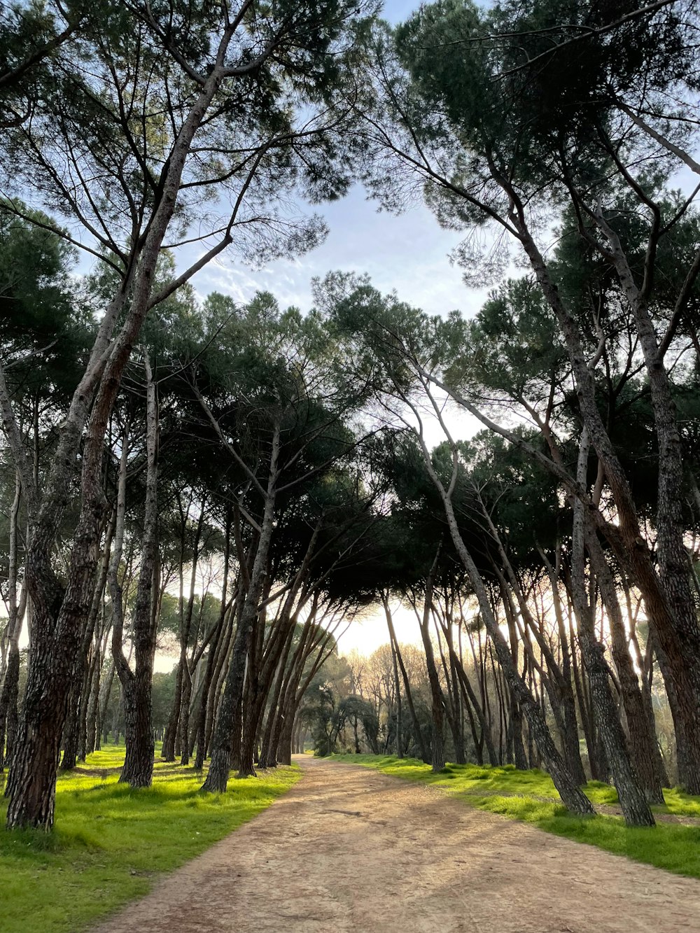 a dirt road surrounded by lots of trees