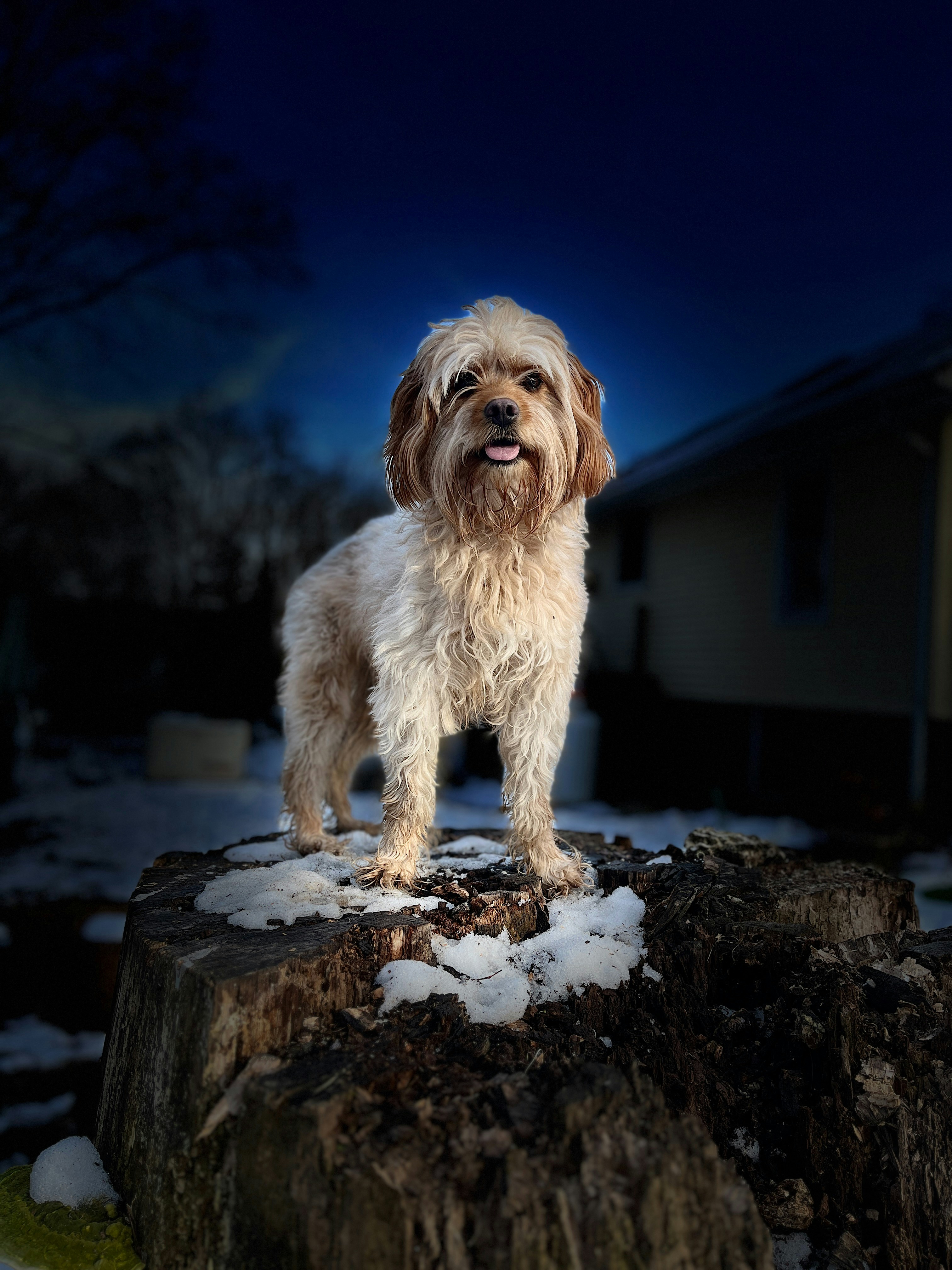 a dog standing on top of a tree stump
