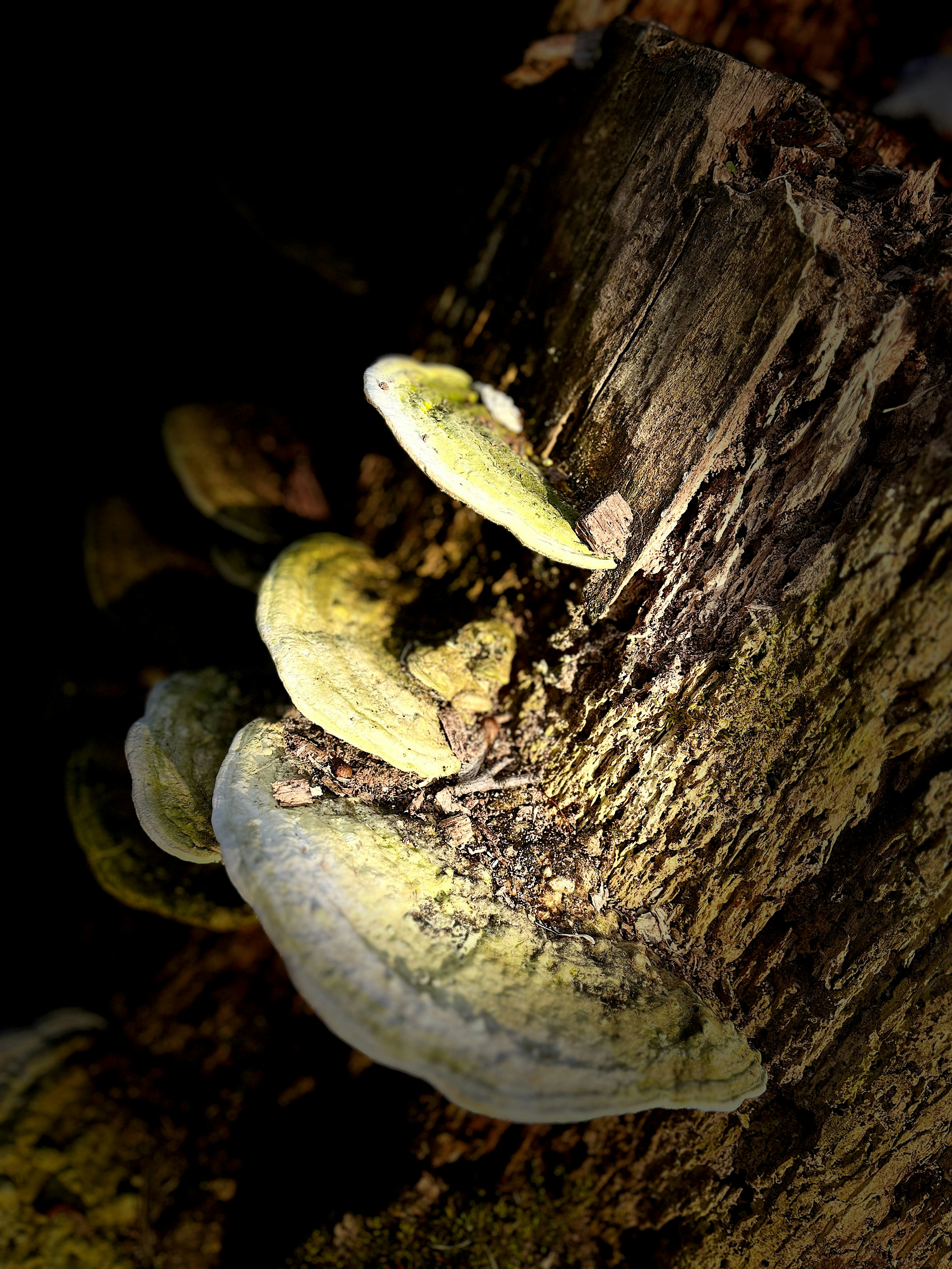 a bunch of bananas that are on a tree