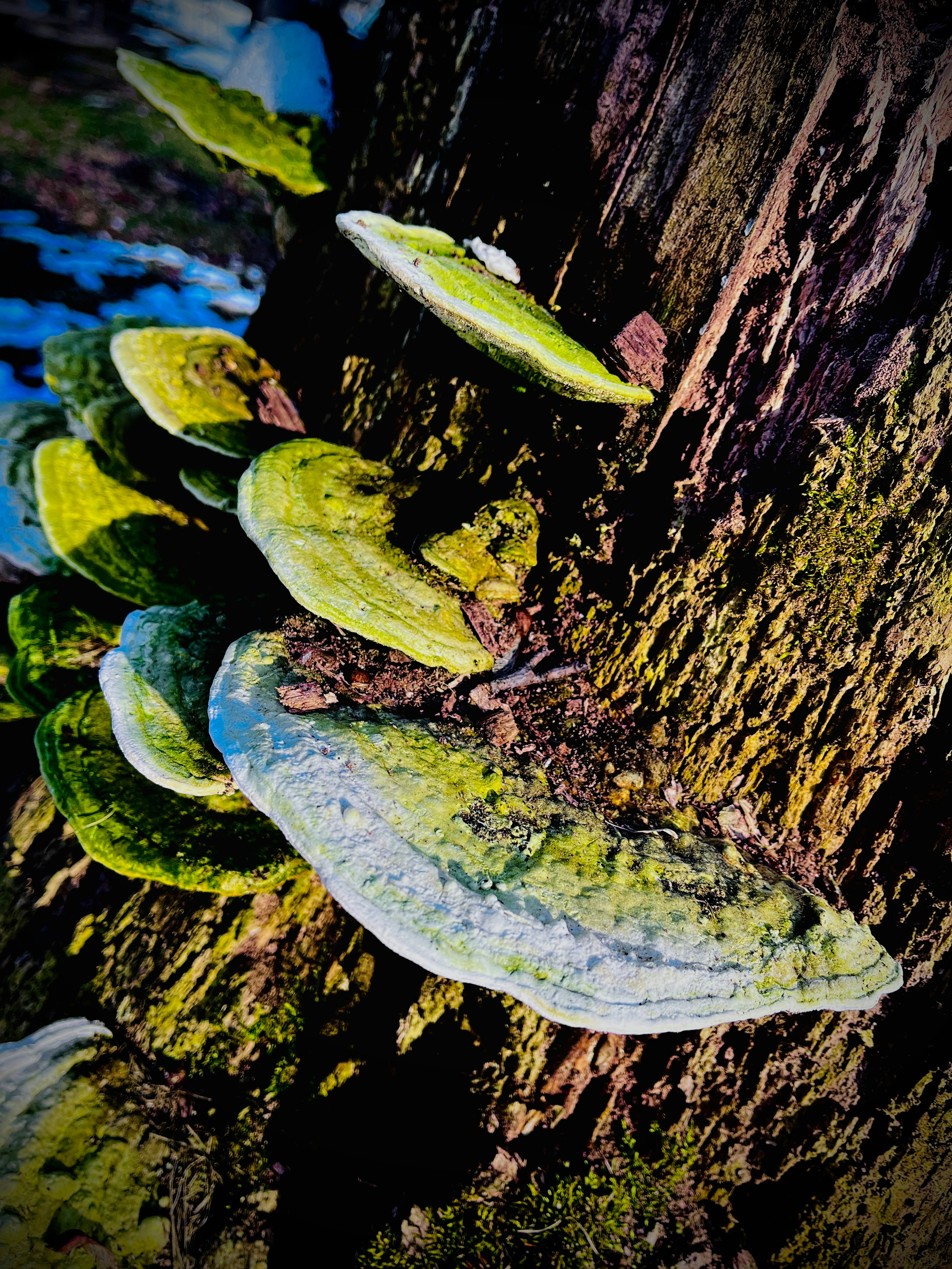 a bunch of bananas are growing on a tree