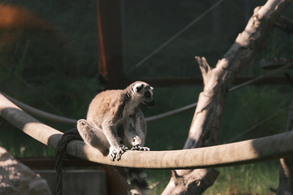 a small animal sitting on top of a tree branch