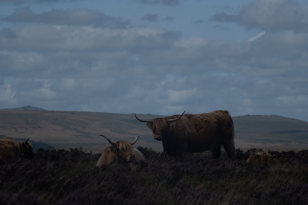 a couple of animals that are standing in the grass