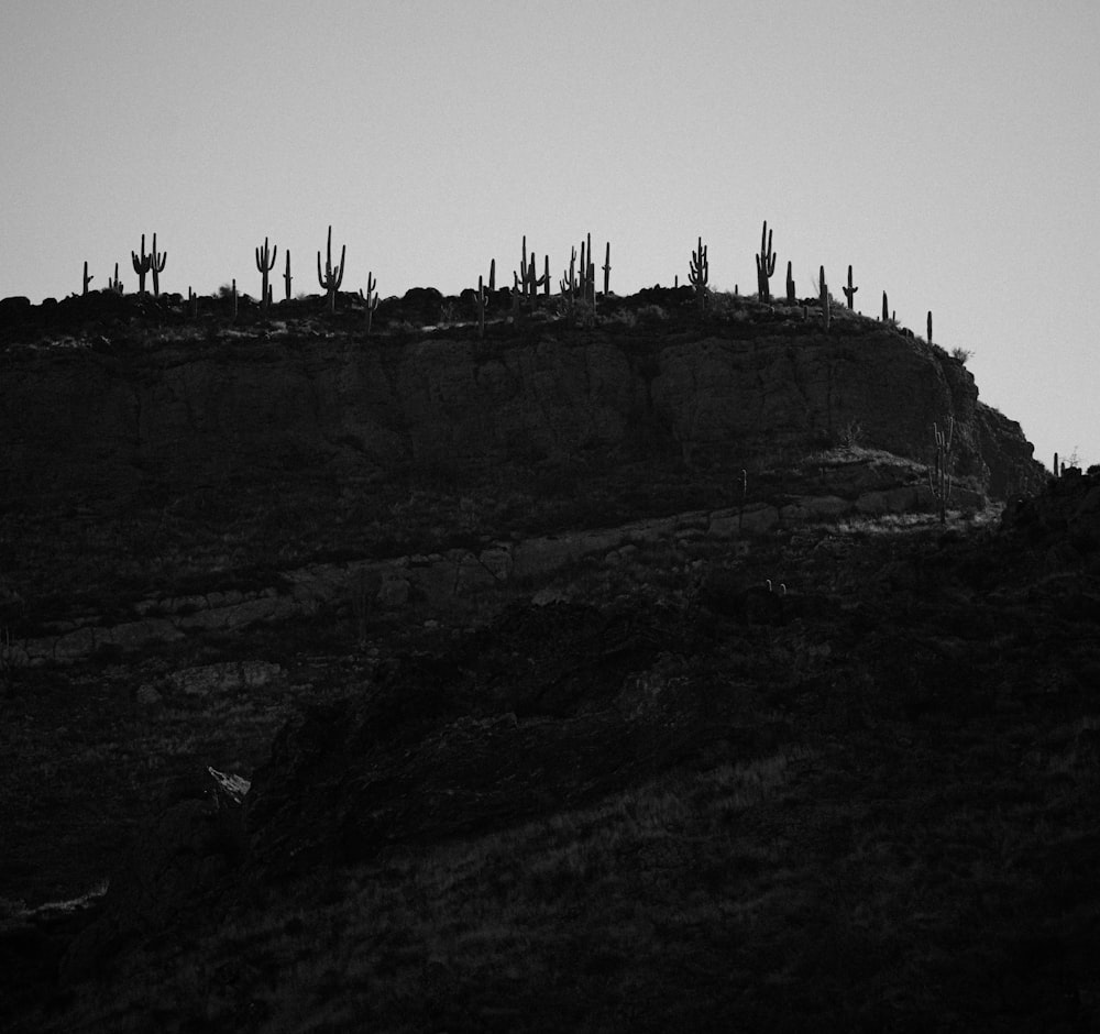 a black and white photo of a hill with cacti on it