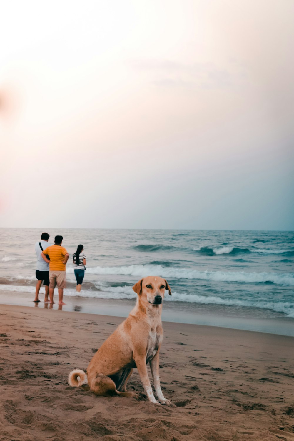 ein Hund, der an einem Strand neben dem Meer sitzt