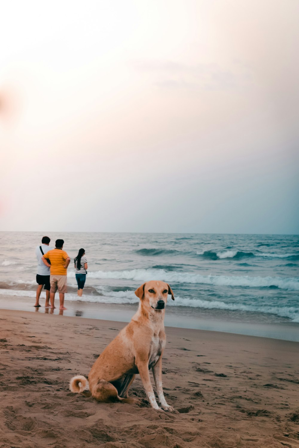 a dog sitting on a beach next to the ocean