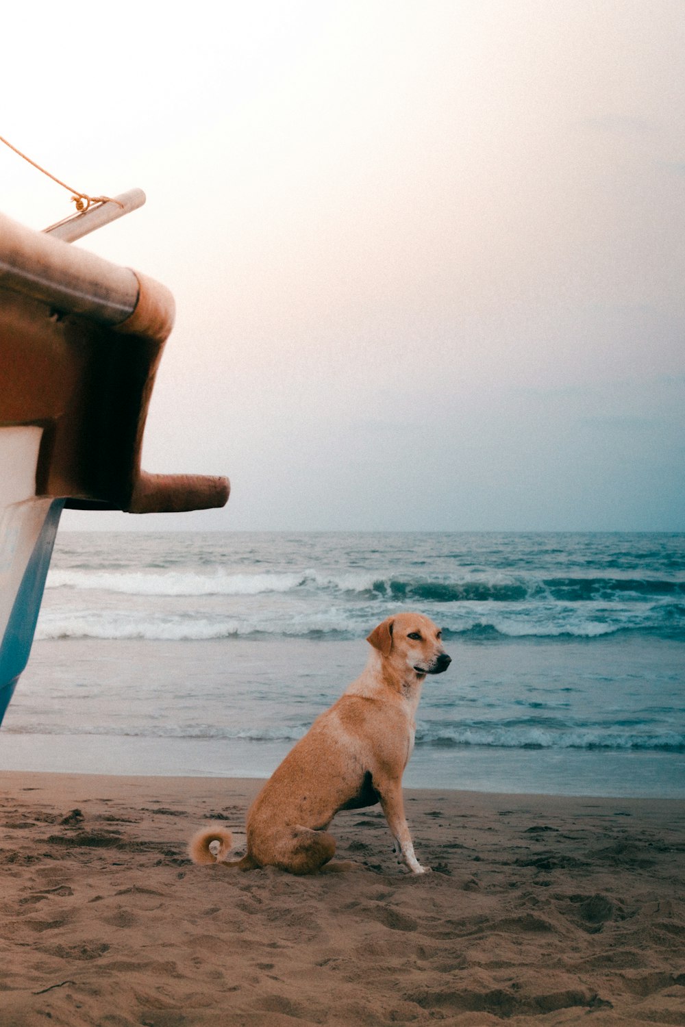 보트 옆 해변에 앉아있는 개