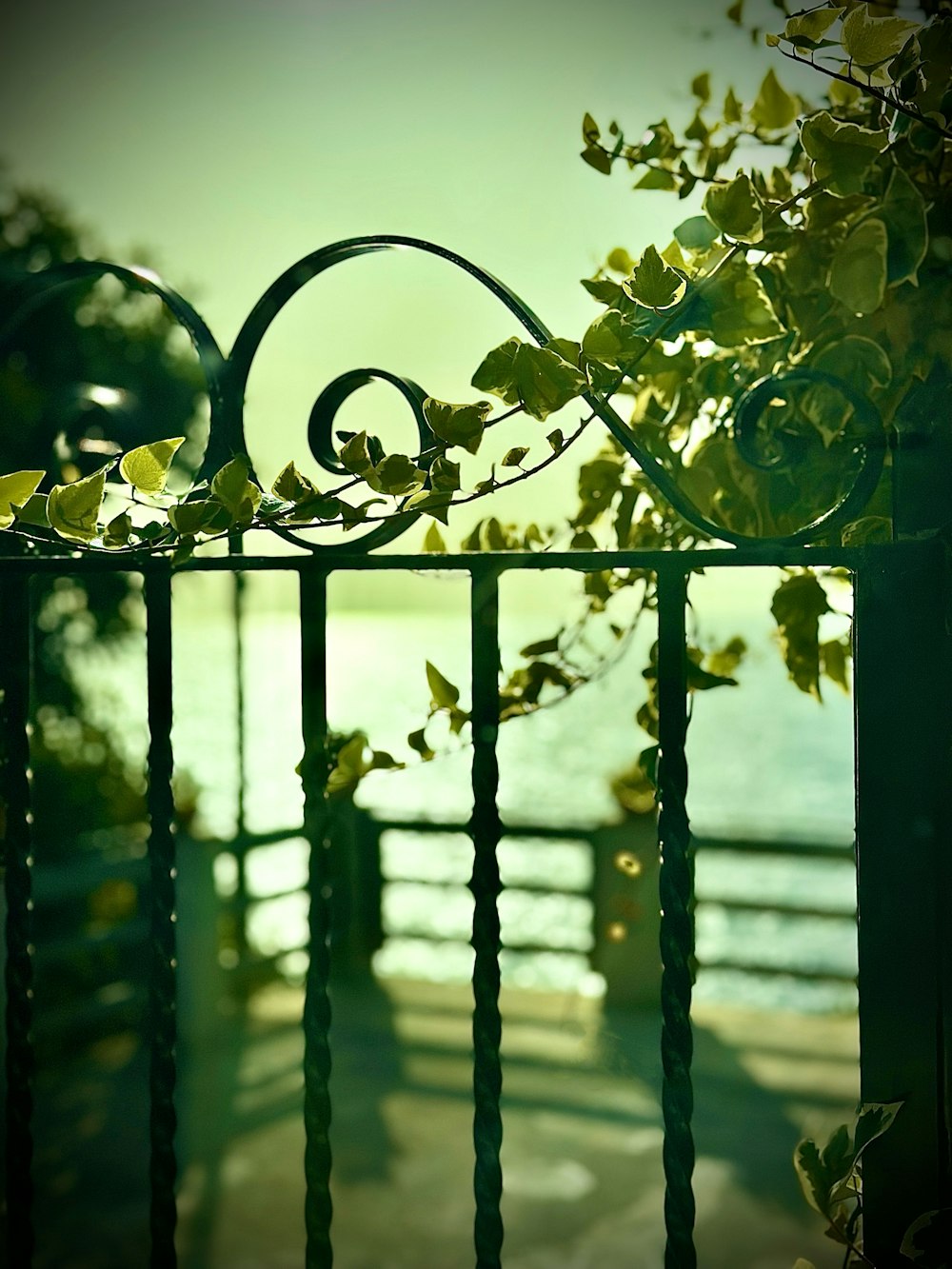 a metal fence with vines growing on it