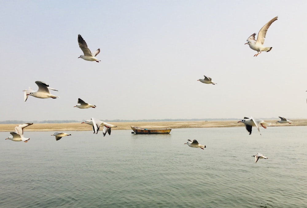 a flock of birds flying over a body of water