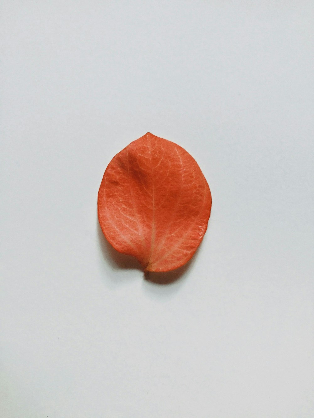 a single orange leaf on a white surface